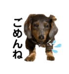 KaninchenDachshund.Uni（個別スタンプ：24）