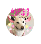 大吉＆福2021.4（個別スタンプ：1）