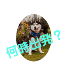 ワンコで会話（個別スタンプ：13）