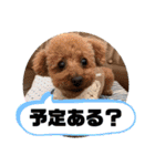 ワンコで会話（個別スタンプ：14）