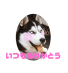 ワンコで会話（個別スタンプ：17）