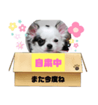 ☆チワワの心菜☆可愛く感情を出すスタンプ（個別スタンプ：2）