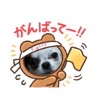 ☆チワワの心菜☆可愛く感情を出すスタンプ（個別スタンプ：8）
