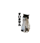 黒プーとねこ（個別スタンプ：7）