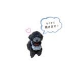 黒プーとねこ（個別スタンプ：12）