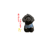 黒プーとねこ（個別スタンプ：13）