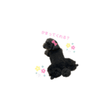 黒プーとねこ（個別スタンプ：14）