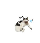黒プーとねこ（個別スタンプ：16）