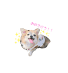 MYDOD＆CAT（個別スタンプ：2）
