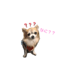 MYDOD＆CAT（個別スタンプ：3）