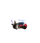 MYDOD＆CAT（個別スタンプ：5）