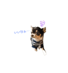 MYDOD＆CAT（個別スタンプ：8）