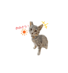 MYDOD＆CAT（個別スタンプ：13）
