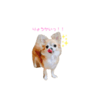 MYDOD＆CAT（個別スタンプ：17）