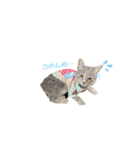 MYDOD＆CAT（個別スタンプ：20）