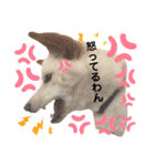 諭吉へそ天（個別スタンプ：8）