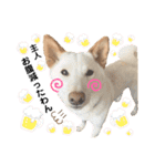 諭吉へそ天（個別スタンプ：9）