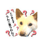 諭吉へそ天（個別スタンプ：12）