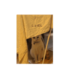 ねこねこにゃんこ！！！（個別スタンプ：1）