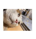 ねこねこにゃんこ！！！（個別スタンプ：2）