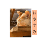ねこねこにゃんこ！！！（個別スタンプ：3）