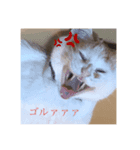 ねこねこにゃんこ！！！（個別スタンプ：4）