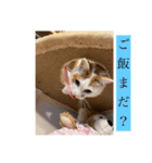 ねこねこにゃんこ！！！（個別スタンプ：5）