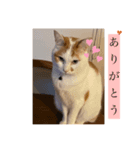 ねこねこにゃんこ！！！（個別スタンプ：6）