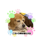 ビーグル♡（個別スタンプ：1）