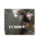 ビーグル♡（個別スタンプ：5）