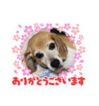 ビーグル♡（個別スタンプ：8）