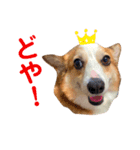 コーギーのBelle♪②（個別スタンプ：2）