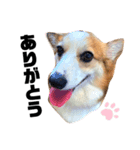 コーギーのBelle♪②（個別スタンプ：3）