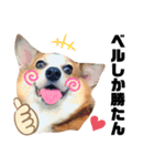 コーギーのBelle♪②（個別スタンプ：6）