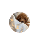 Chou Chou ＆ Lara Stickers ♡（個別スタンプ：2）