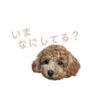 Chou Chou ＆ Lara Stickers ♡（個別スタンプ：20）