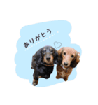 あずき＆こむぎ＆さくらstamp（個別スタンプ：1）