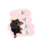 あずき＆こむぎ＆さくらstamp（個別スタンプ：5）