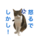 ごえもん日和 12（個別スタンプ：7）