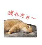プレーリードッグ3（個別スタンプ：11）