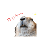 プレーリードッグ3（個別スタンプ：12）