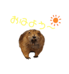 プレーリードッグ3（個別スタンプ：24）