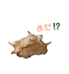 プレーリードッグ3（個別スタンプ：31）