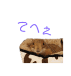 プレーリードッグ3（個別スタンプ：32）