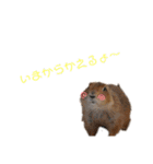 プレーリードッグ3（個別スタンプ：35）