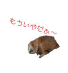 プレーリードッグ3（個別スタンプ：36）