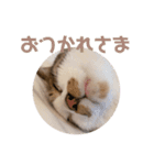 使いやすいくろまめスタンプ（個別スタンプ：6）