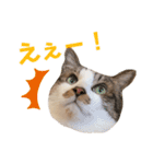 使いやすいくろまめスタンプ（個別スタンプ：8）