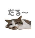 使いやすいくろまめスタンプ（個別スタンプ：16）