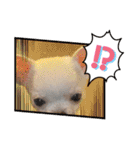 スムースチワワの百花 第2弾（個別スタンプ：4）